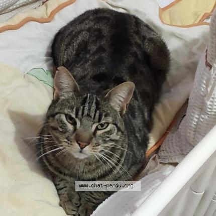 Photo 1/1 Reunited cat Lost in Bedarrides