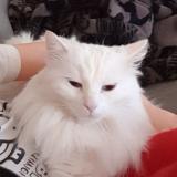 Picture of cat lost at Teloche