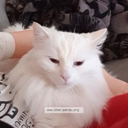 Photo 1/1 Iron Chat lost in Teloche