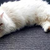 Picture of cat lost at Ribeauville