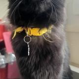 Picture of cat lost at Etrepagny