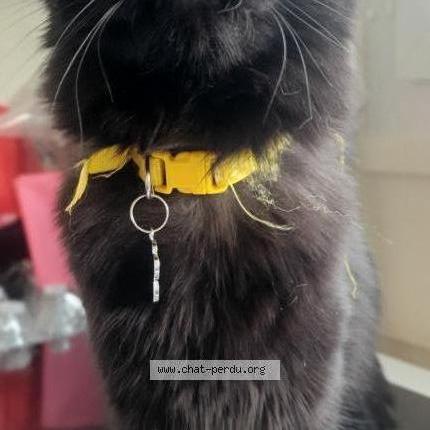 Photo 1/2 Th&eacute;mis Chat lost in Etrepagny