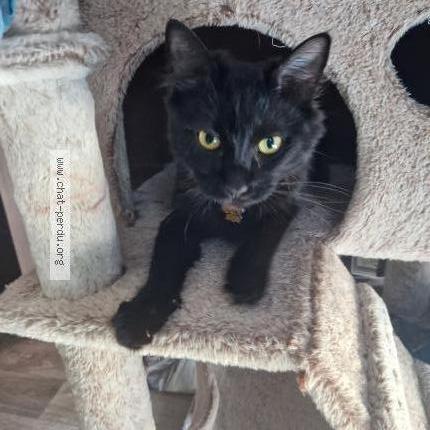 Photo 2/2 Thémis Chat lost in Etrepagny