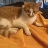 Picture of cat lost at Feyzin