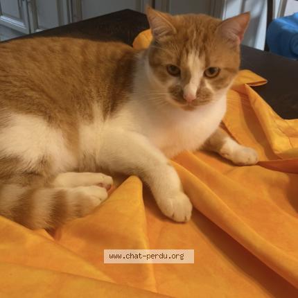 Photo 1/1 Billy Chat lost in Feyzin