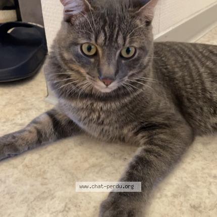 Foto 1/1 Wiedergefundene Katze Verloren in Basel