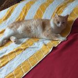 Picture of cat lost at Meschers Sur Gironde