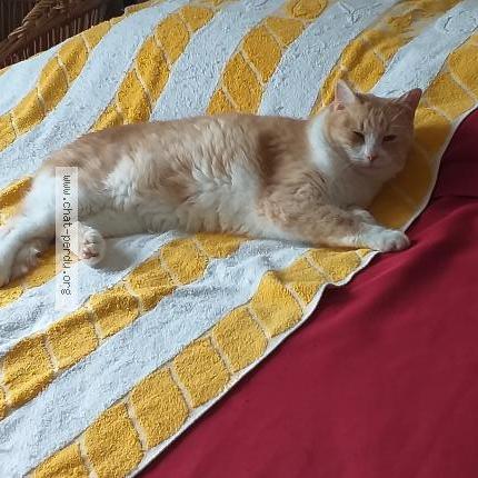 Photo 1/1 OSCAR Chat lost in Meschers sur gironde