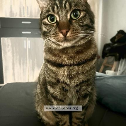 Foto van vermiste kat in Bruxelles