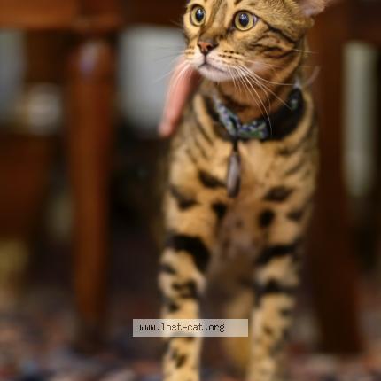 Photo 1/1 Cat reunited Lost in Singapore