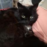 Picture of cat lost at Antony