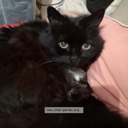 Photo 1/1 Cat reunited Lost in Antony
