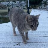 Picture of cat lost at Bassens