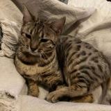 Picture of cat lost at Longueuil