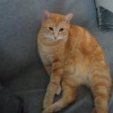 Picture of cat lost at Gujan Mestras