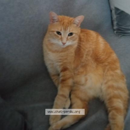 Photo 1/1 Cat reunited Lost in Gujan mestras