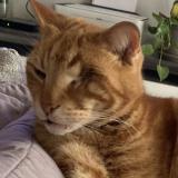 Picture of cat lost at Avignon