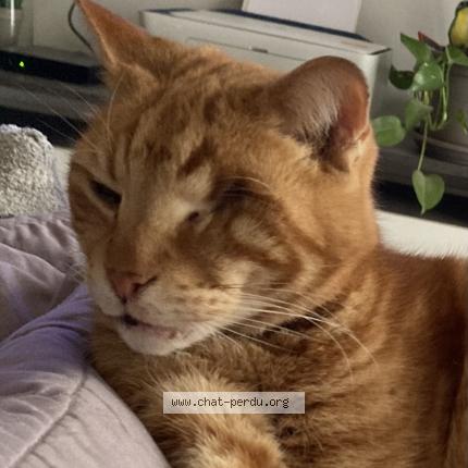 Photo 1/2 Browni Chat lost in Avignon