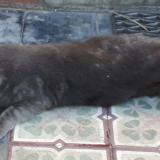 Picture of cat lost at Montargis