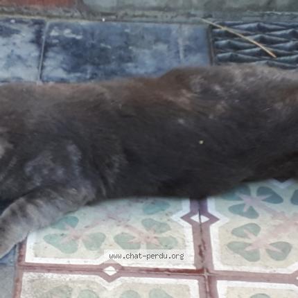 Photo 1/1 Sasha Chat lost in Montargis