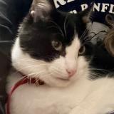 Picture of cat lost at Bouaye