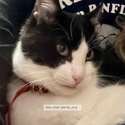 Photo 1/1 Rafale Chat lost in Bouaye