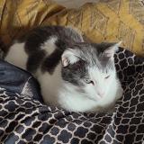 Picture of cat lost at Valenciennes