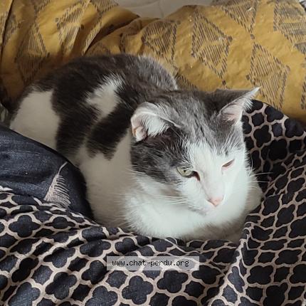 Photo 1/1 Mouchou Chat lost in Valenciennes