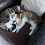 Picture of cat lost at Saint Barthelemy D Anjou