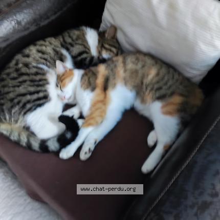 Photo 1/1 sidonie Chat lost in Saint barthelemy d anjou