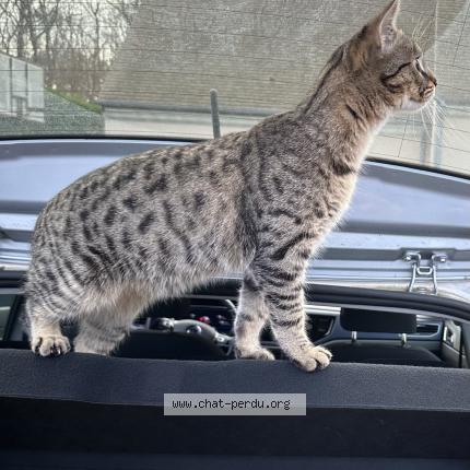 Photo 1/2 Uxo Chat lost in Saint maurice montcouronne