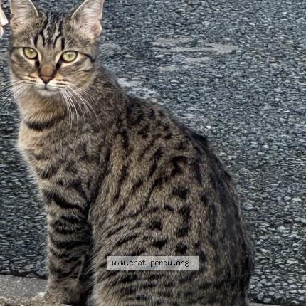 Photo 2/2 Uxo Chat lost in Saint maurice montcouronne