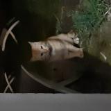 Picture of cat found at Brest