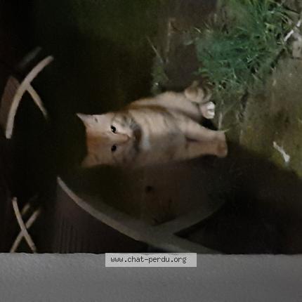 Photo 1/1 Cat reunited Found in Brest