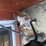 Picture of cat lost at Longueuil