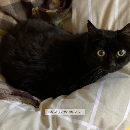 Foto van vermiste kat in Neder Over Heembeek