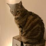 Picture of cat lost at Salindres