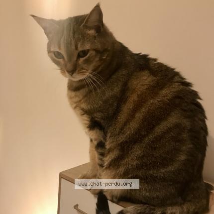 Photo 1/1 SAMBA Chat lost in Salindres