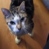 Picture of cat lost at Saintes