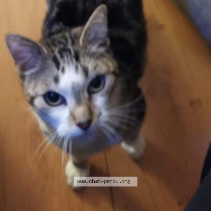 Photo 1/1 Cat reunited Lost in Saintes