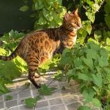 Picture of cat lost at Guyancourt