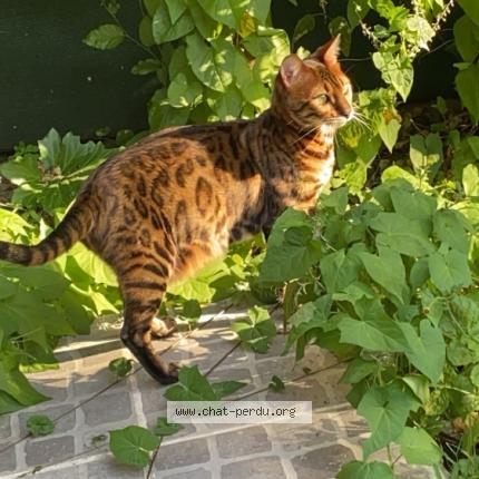 Photo 1/1 Ooppss Chat lost in Guyancourt