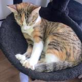 Picture of cat lost at Saint Maur Des Fosses