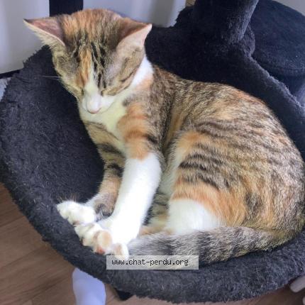 Photo 1/1 MOCHI Chat lost in Saint maur des fosses