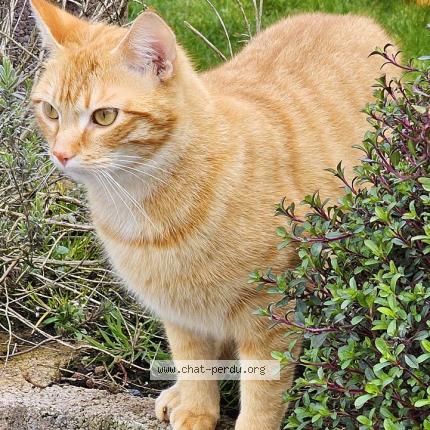 Foto van vermiste kat in Fouches