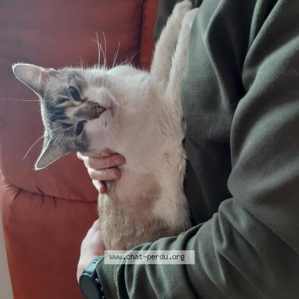 Foto di gatto smarrito a Courgenay