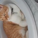 Picture of cat lost at La Cote St Andre