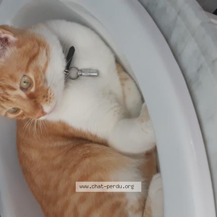 Photo 1/1 Natalia Da Cruz Martins Chat lost in La cote st andre