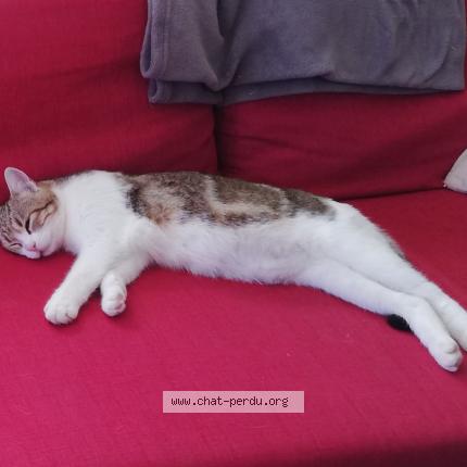 Photo 1/1 Reunited cat Lost in Villes Sur Auzon