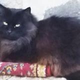 Picture of cat lost at Laveissiere